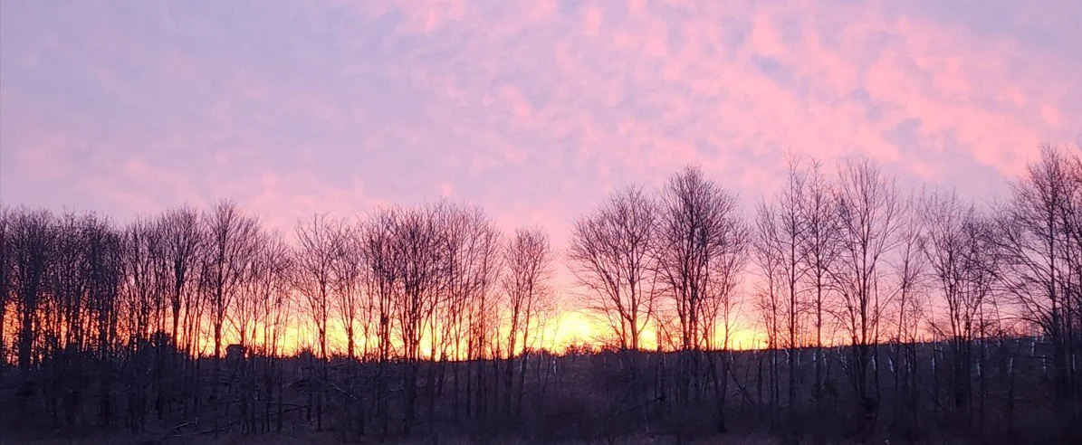 Beautiful Tree Line.jpg