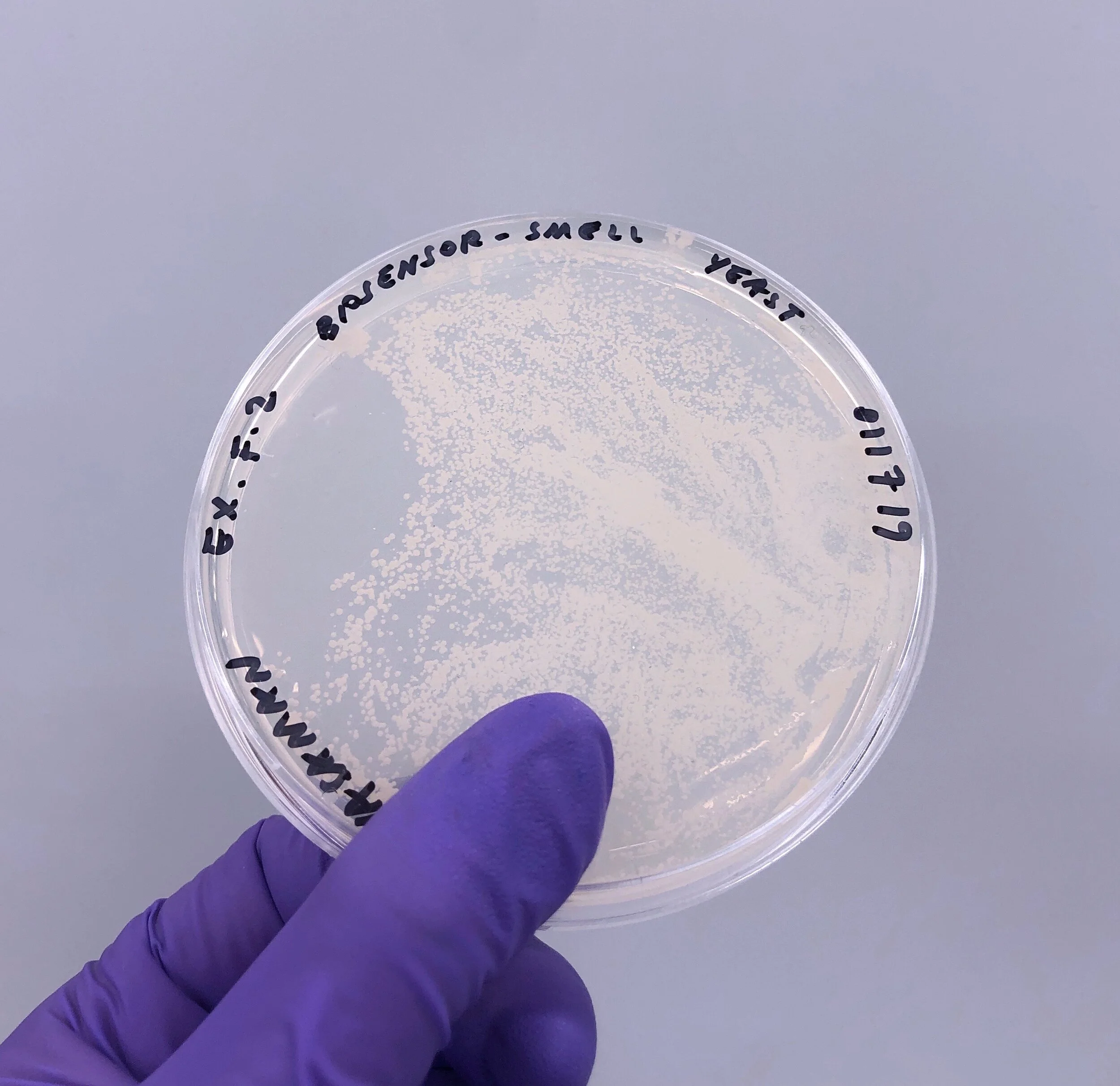 Petridish_Edited-6387.jpg