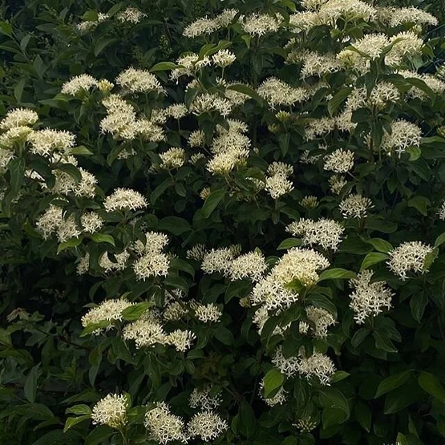 Saturday &mdash;&mdash; feeling like an offline day. Get outside if you can 💚👊🏻☀️ Check in on your local shops and businesses share your resources.