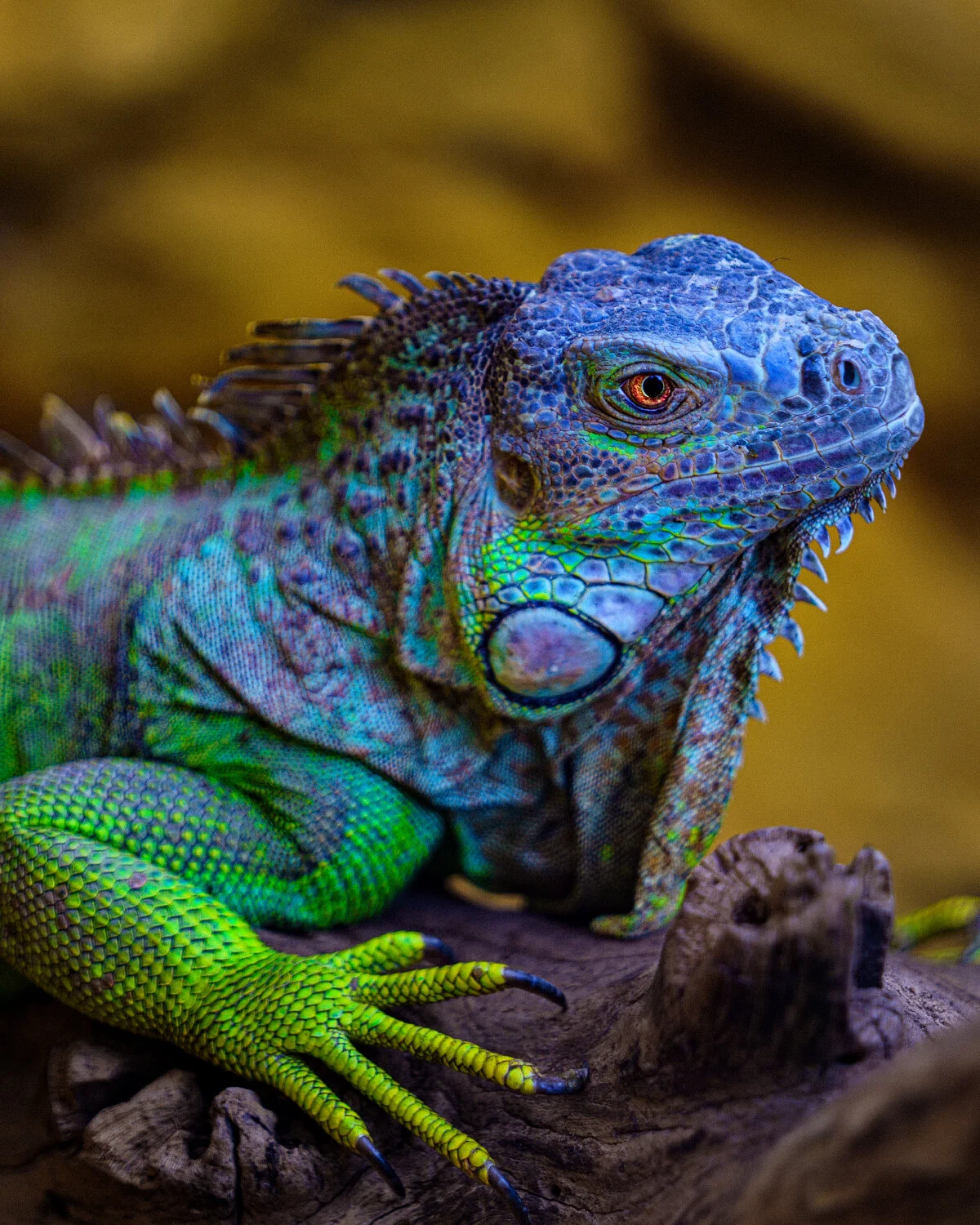 photokiakotos wild nature photography