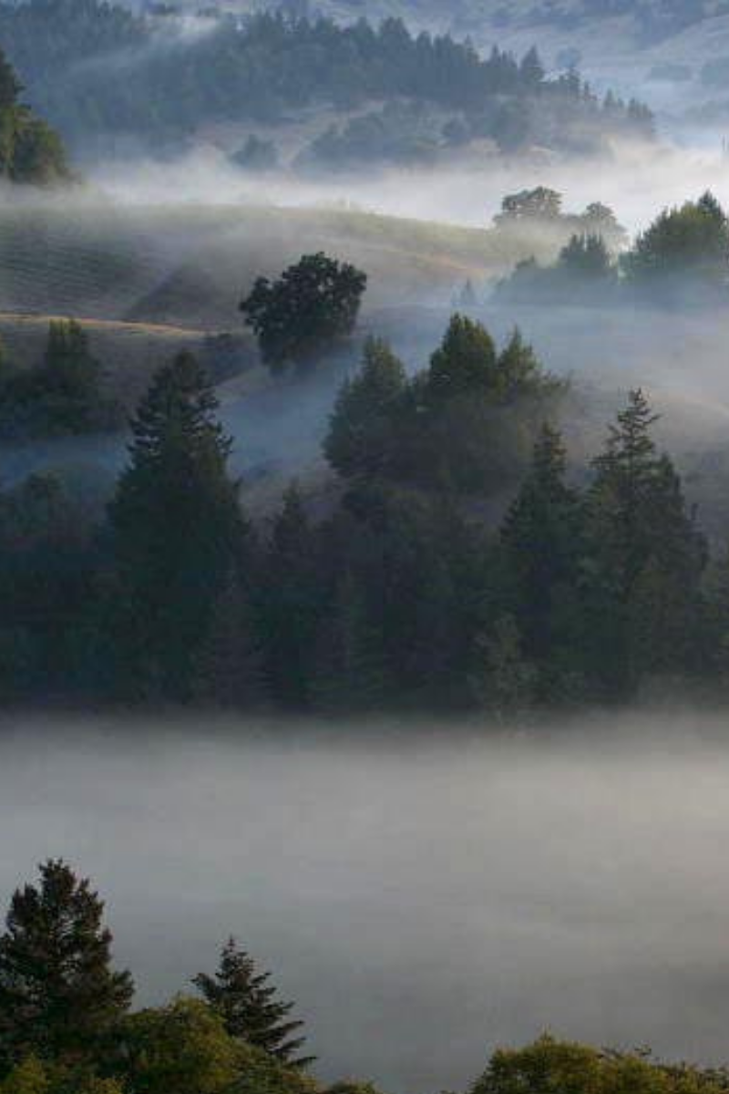 The past, present and (bright) future of California Chardonnay