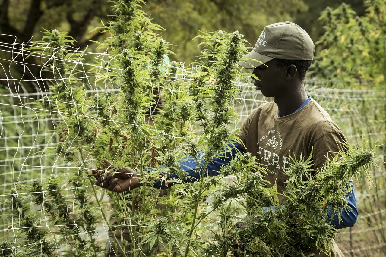 Solving Social Equity Issues in Legal Cannabis [Reuters]