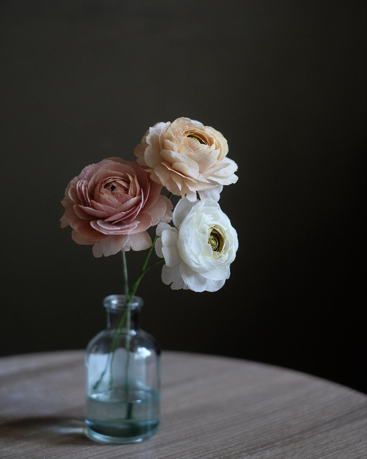 Just feeling like posting some ranunculuses while making some #ranunculuses🙃 

#sugarflower #waferpaperflower #gumpaste #cakedecorating #handmade #gta #toronto #cakeartist #flowerartist #cakemaker #weddingcakespecialist #fineartcakes #momento