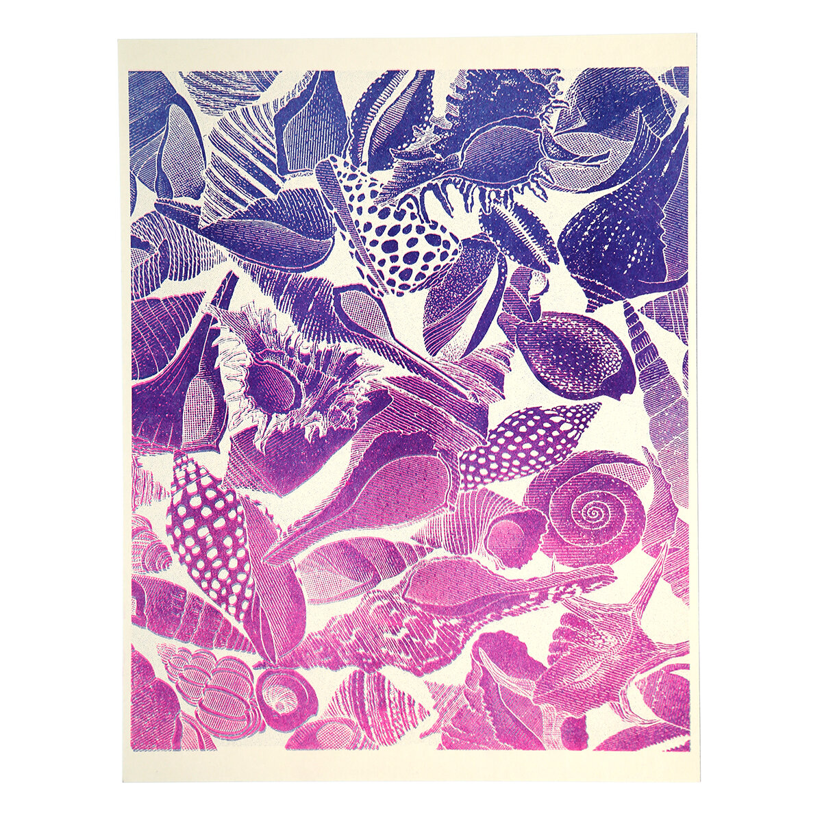 Print_AlloverShells_Version2_CREAMPinkBlue_EDITED_WEB.jpg