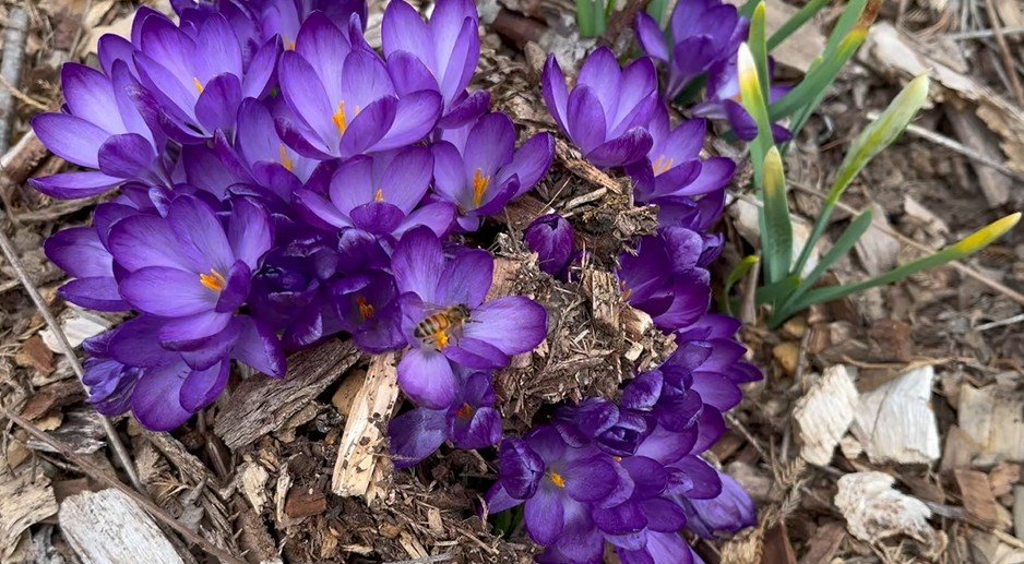 2025-4-22 Bee and Crocuses - Thumbnail.jpg