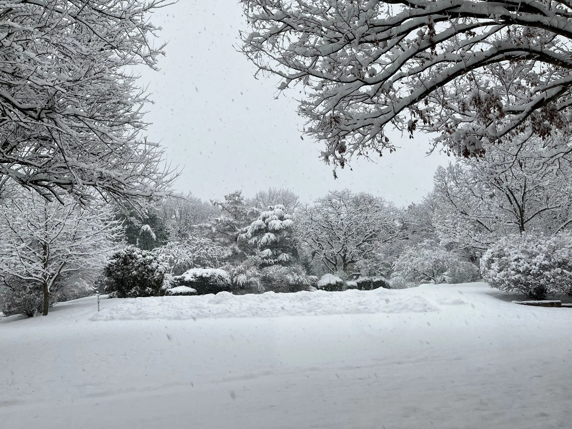 2025-12-14 North Lawn - Resized.JPG