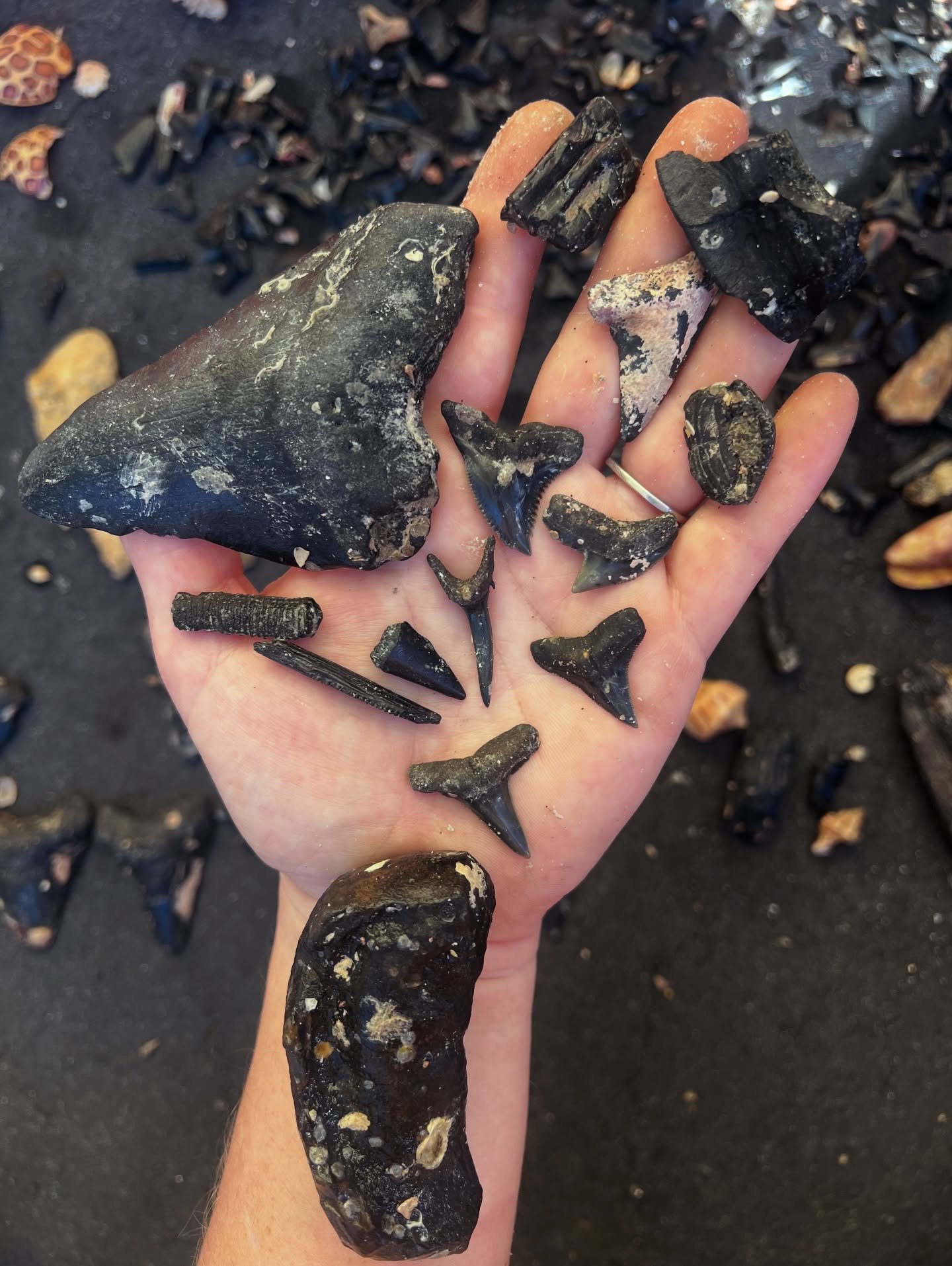 Can you name the fossils?! Finds from yesterday on @aquanutzdivecharter