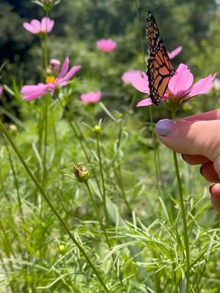 Be here now 
- but also -
I&rsquo;m dreaming of spring and cosmos and pollinators 🦋
Time seems to move in fast forward the older I get.
