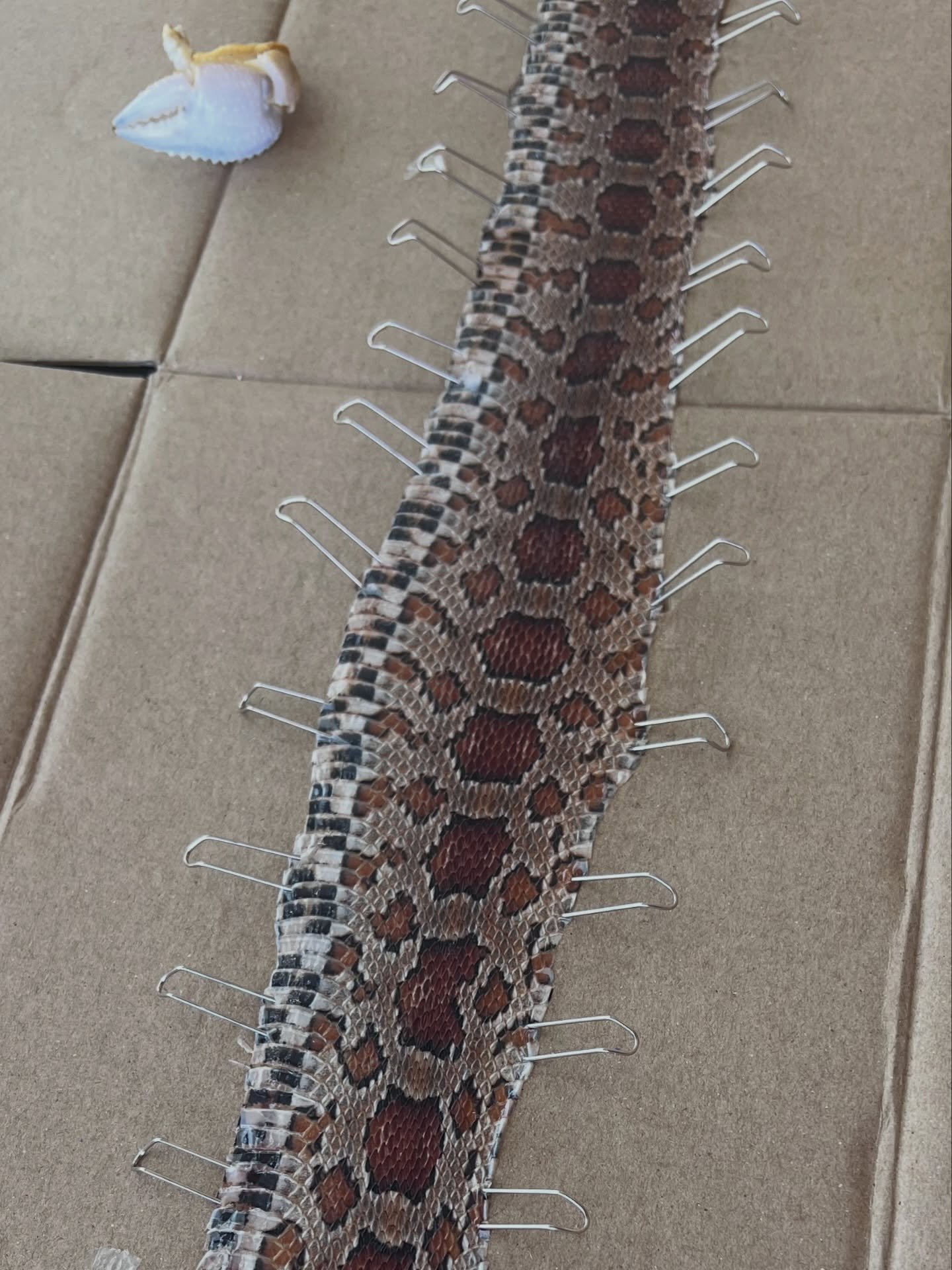 I&rsquo;m not really sure what I want to do with this but I think maybe set under quartz would be fun! ICYMI, I found a pretty little corn snake roadkill the other day and want to make some art out of the skin. I skinned it last night and pinned it t