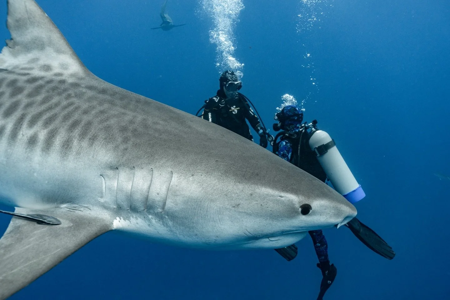 Conversations underwater with my forever dive buddy 💙 @iamchaseapplegate (Left) @theresaapplegatejewelry (Right)
I&rsquo;m back home now from extended shark tooth festival fun and a make up dive with @gung_ho_divers where we got to meet the infamous
