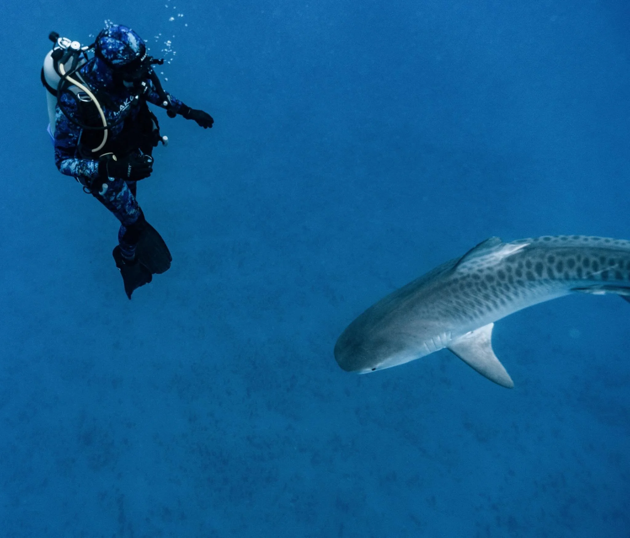 Tigers everywhere! I&rsquo;m still thinking about this experience with @gung_ho_divers and getting back into the studio groove. I&rsquo;ve been working on some special projects around the homestead including a treehouse I&rsquo;d like to finish befor