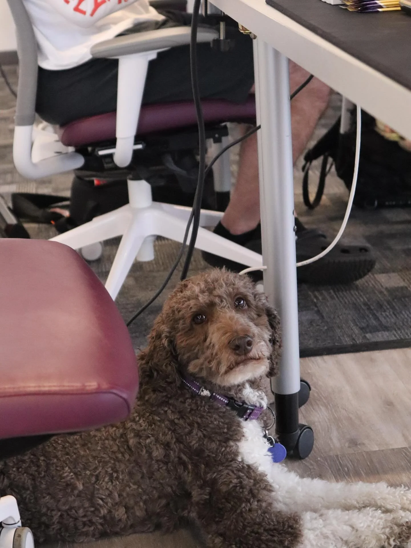 You’re a horrible person if you don’t pet the lounge dog. ๐ฉ
That’s not even an opinion, that’s just a fact