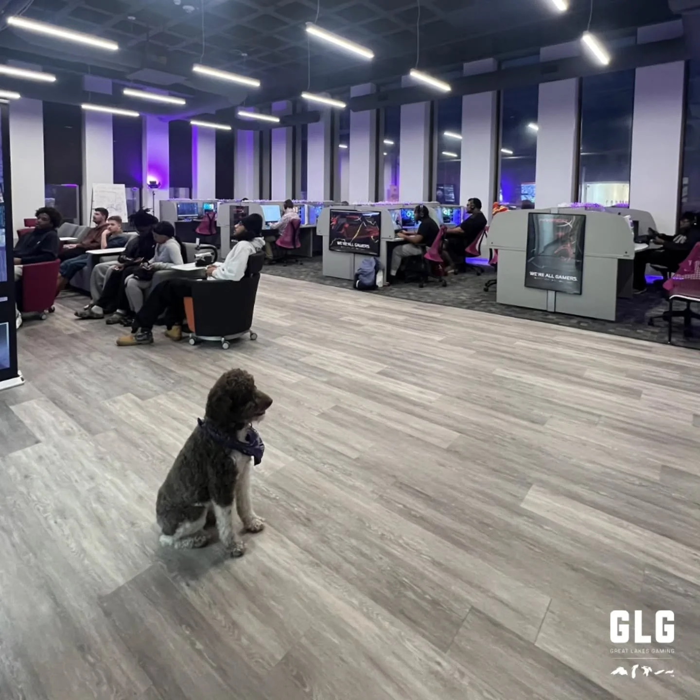 Top 5 Gaming Dogs:
1.  Cere
2. Cere
3. Cere
4. Cere
5. Air Bud