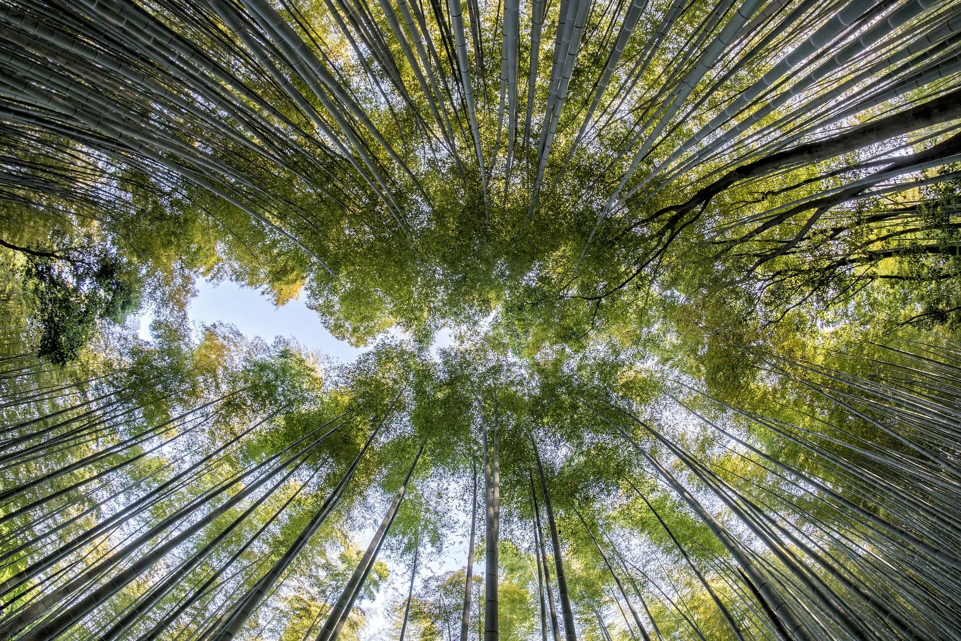 bamboo-1886974_1920.jpg