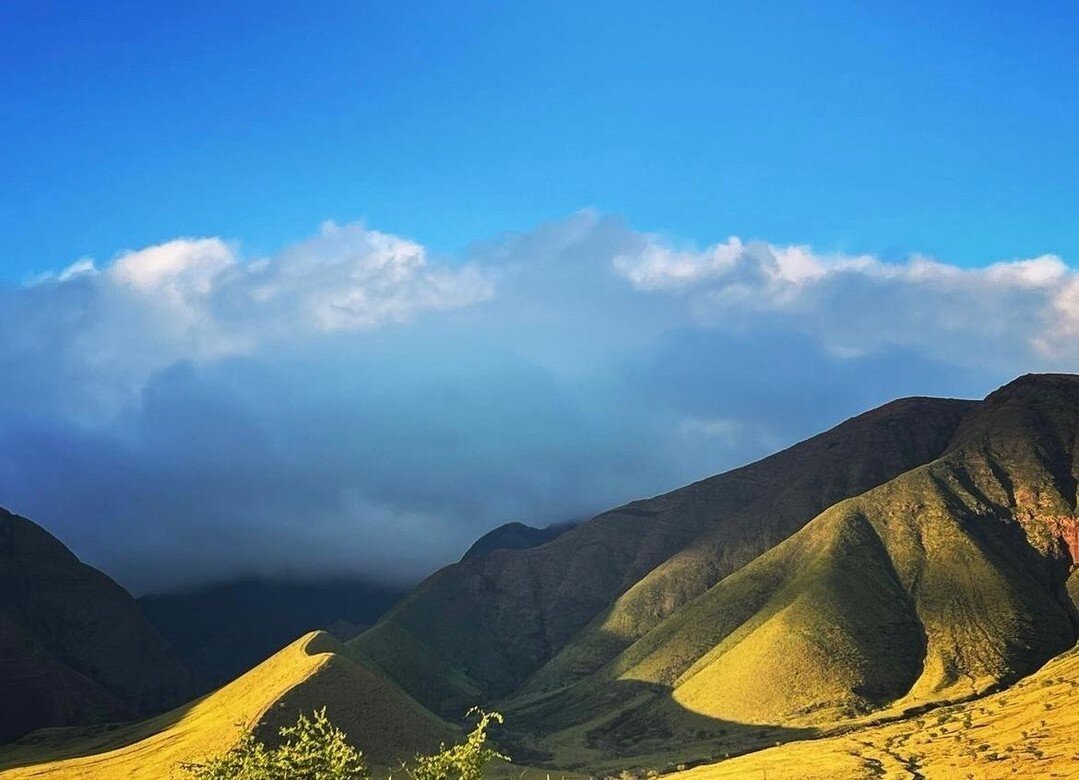 The neighborhood is looking so green at the moment, just beautiful! 💚 #olowalu #maui 

PC: @myravavrina