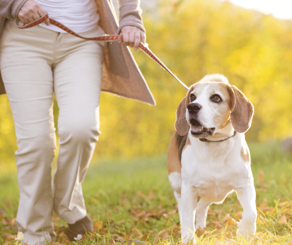 InHouse Pilates blog The benefits of being active image woman walking her dog outdoors.