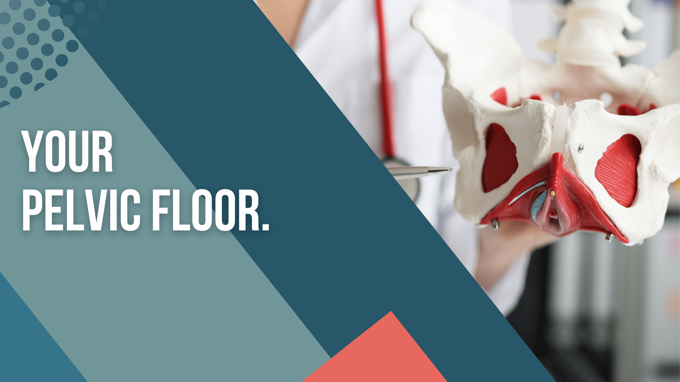 Your pelvic floor - Do you know where your pelvic floor is and why you ...