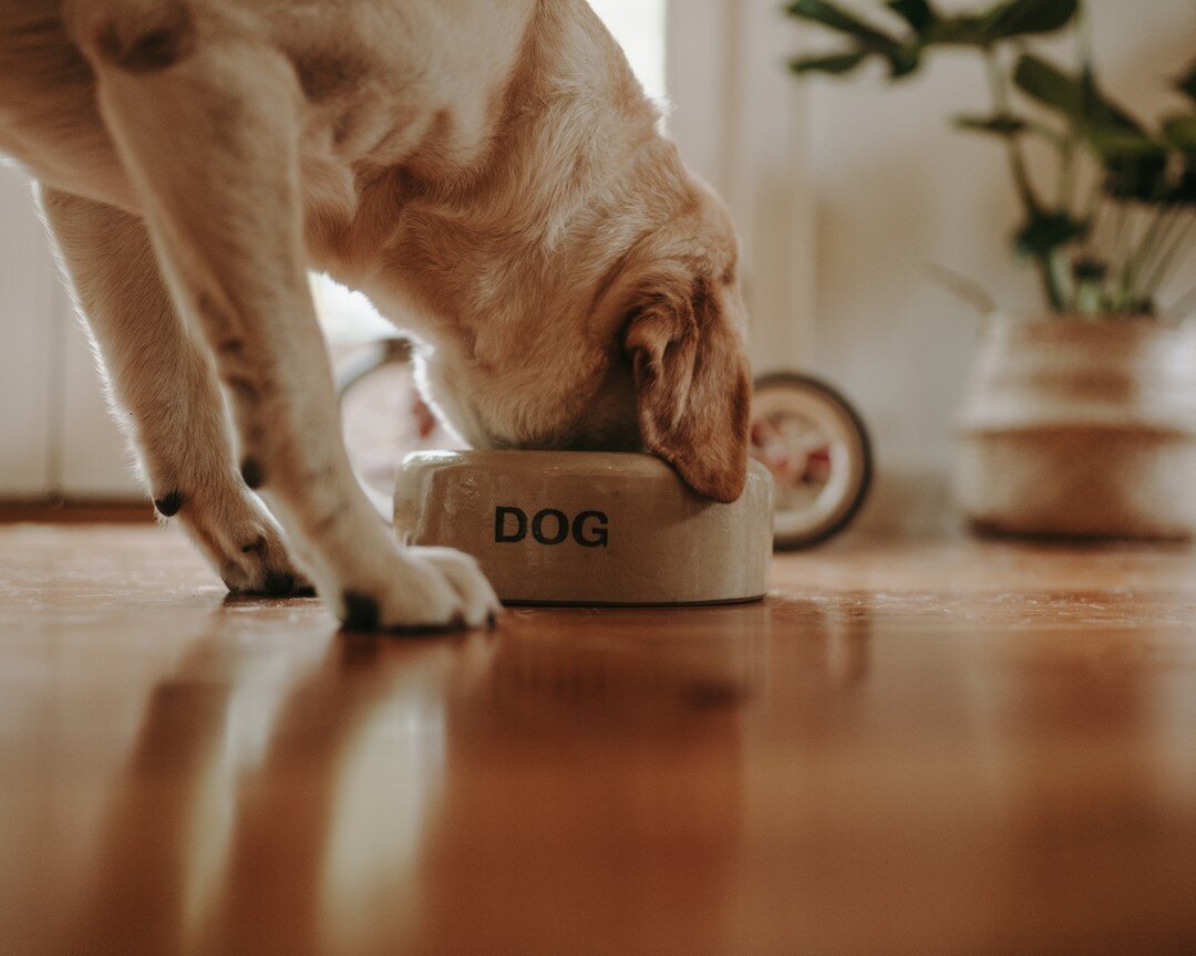 Spoiling our fur-baby with this Salt Glazed Dog Bowl. The weight, glaze, and dear lettering make this one of our favorite finds. 🐾⠀⠀⠀⠀⠀⠀⠀⠀⠀
⠀⠀⠀⠀⠀⠀⠀⠀⠀
Pearson&rsquo;s of Chesterfield Stoneware, made in England and available in our online shop.⠀⠀⠀⠀⠀⠀⠀