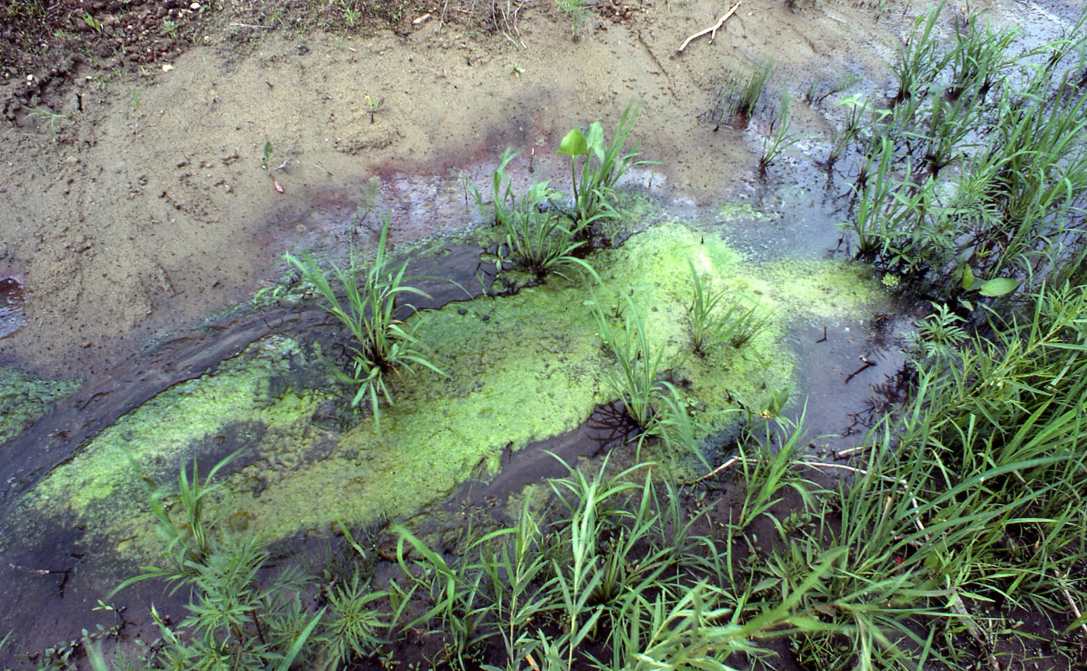 Untitled: Silueta Series