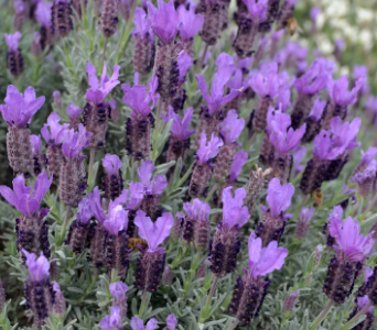 Lavender Sensation Blue 2.4L