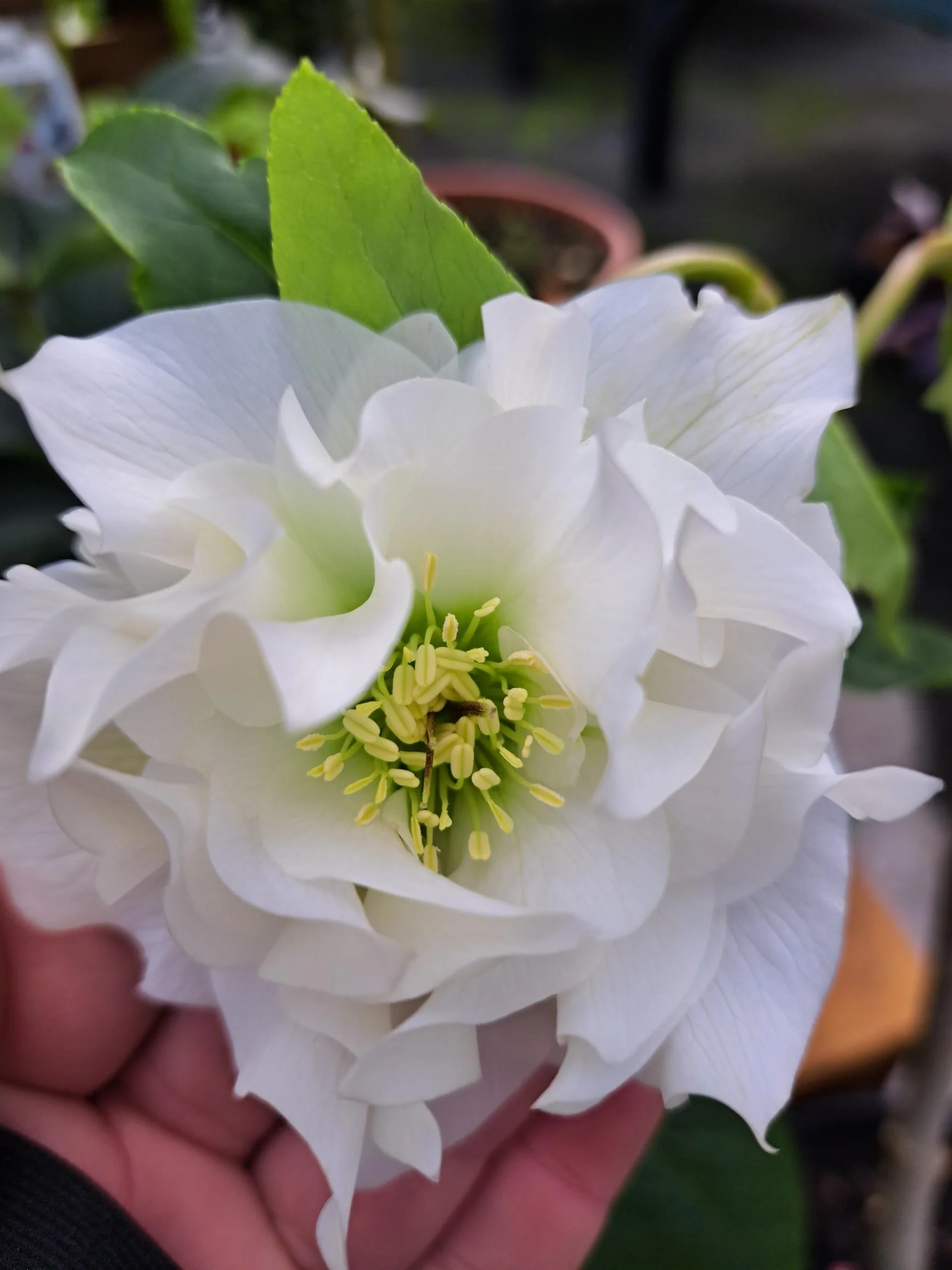 Helleborus Double White Hybrid 2.5L