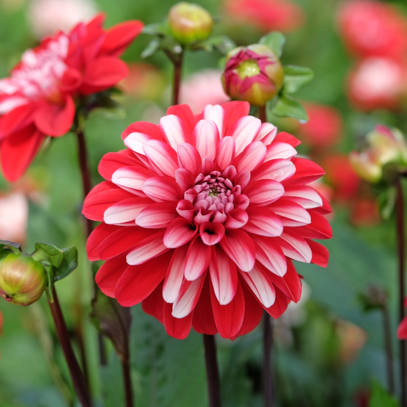 Dahlia-2 (1).png
