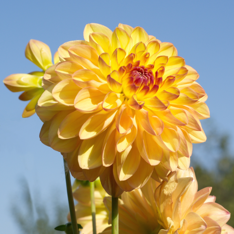 Dahlia-2 (5).png