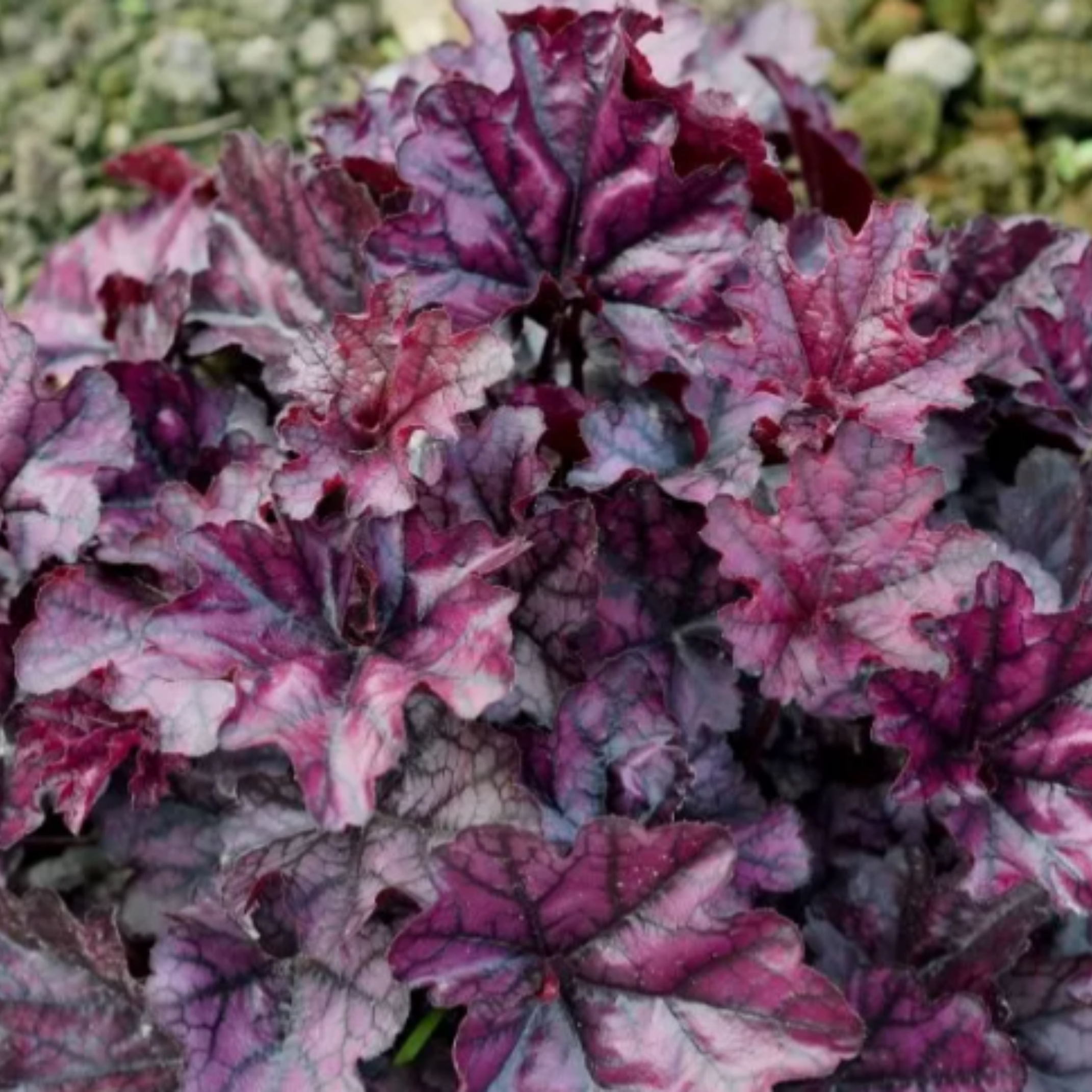 Heuchera Mulberry 1.9L