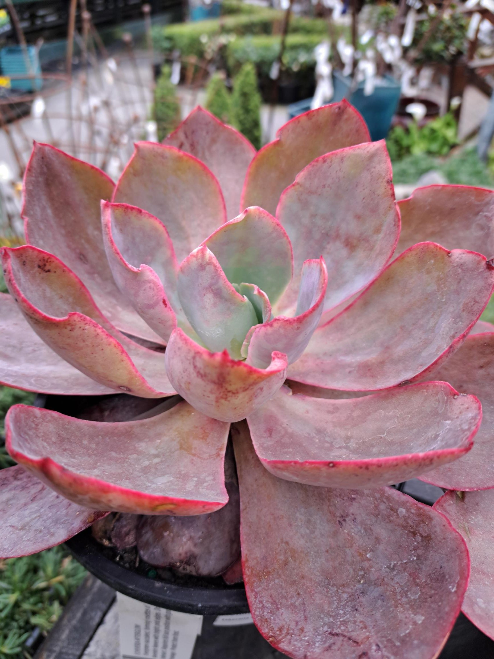 Echeveria Afterglow 3L