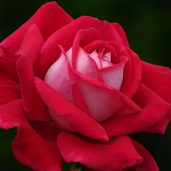 South-Pacific-Roses-Candella-Rose-1.jpg