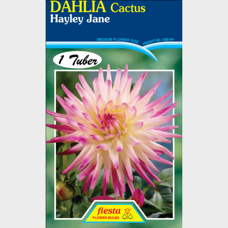 Dahlia-1 (3).png