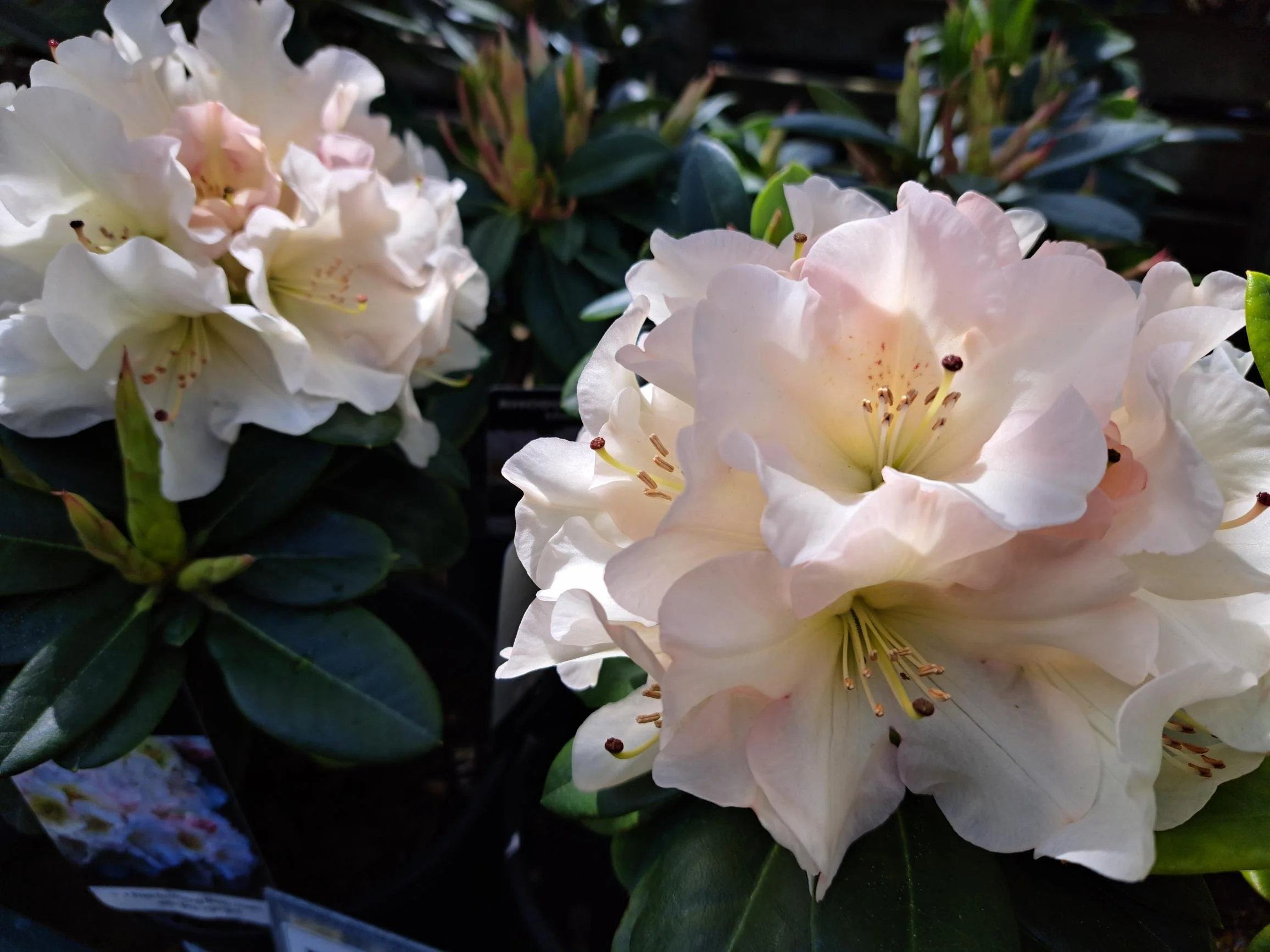 Rhododendron Unique