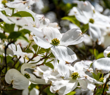 Cornus Elizabeth Lustgarten Pb28
