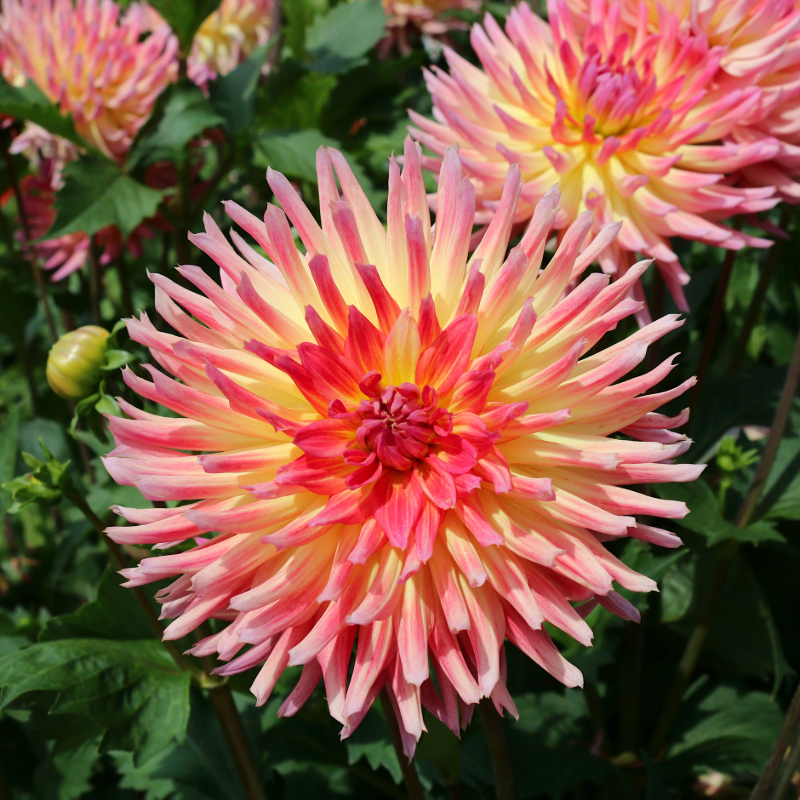 Dahlia-2 (4).png