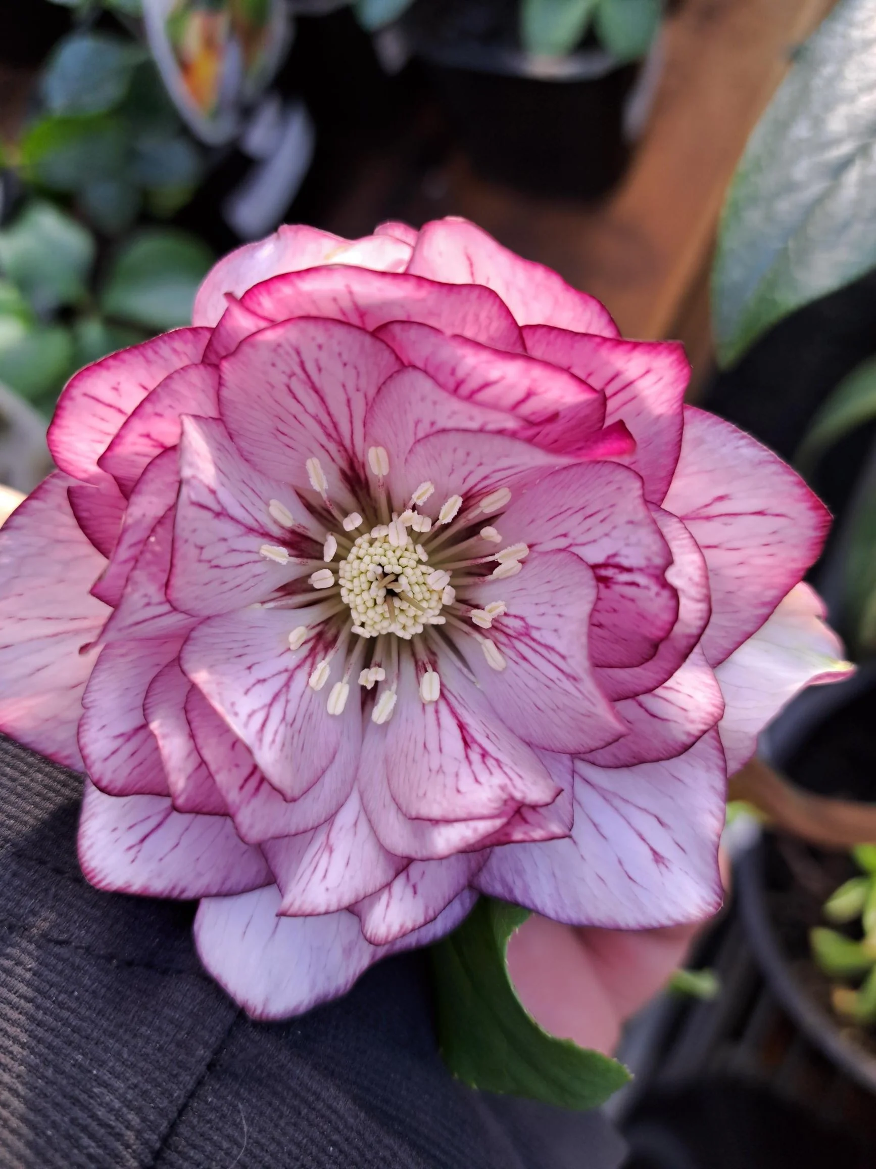 Helleborus Double Pink Spotted Hybrid 2.5L