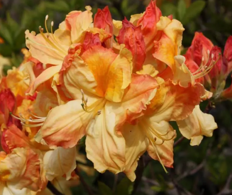 Azalea Banana Beauty 10L