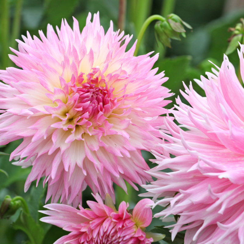 Dahlia-2 (9).png
