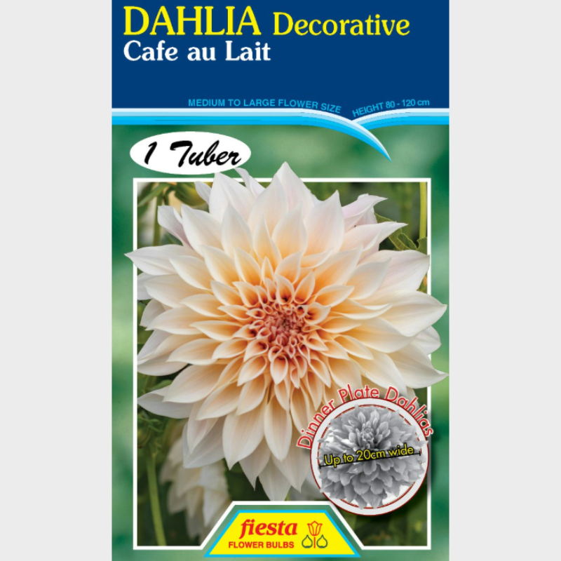 Dahlia-1 (7).png