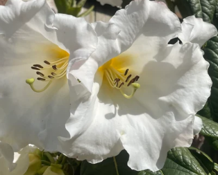 Rhododendron Mi Amor 3L
