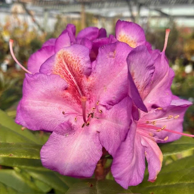 Rhododendron Blue Bell 10L