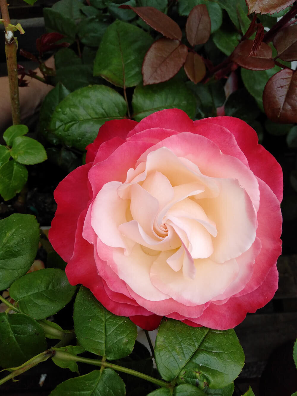 Bush Rose Nostalgia 4.7L — Mosgiel Garden Place