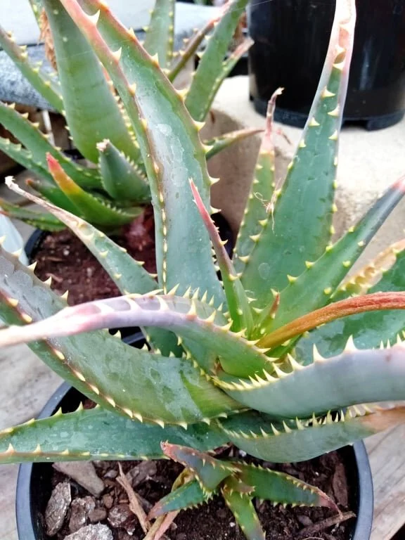 Aloe Polyphylla — Mosgiel Garden Place