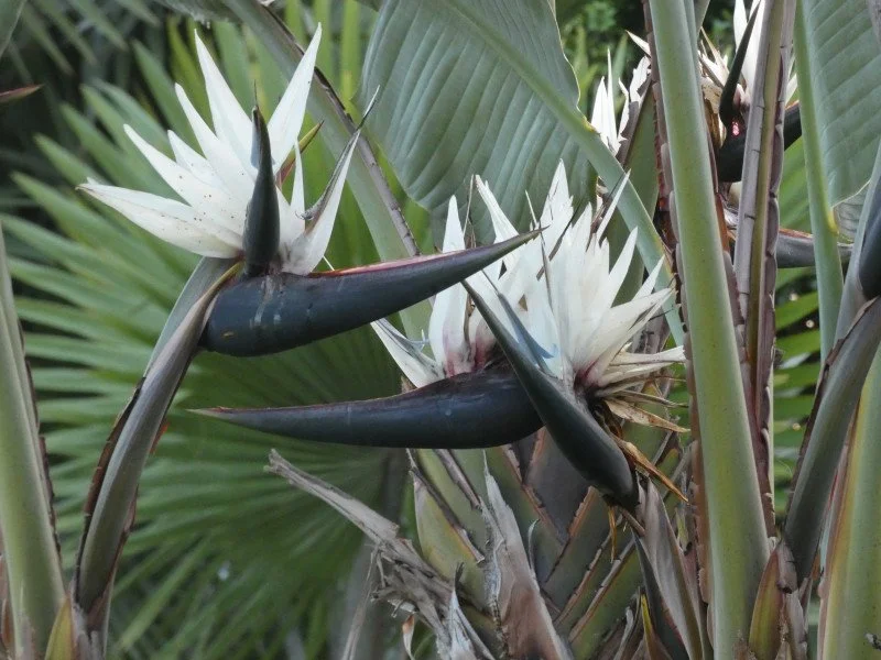 monstera variegata niederlande Monstera Variegata – ruuds