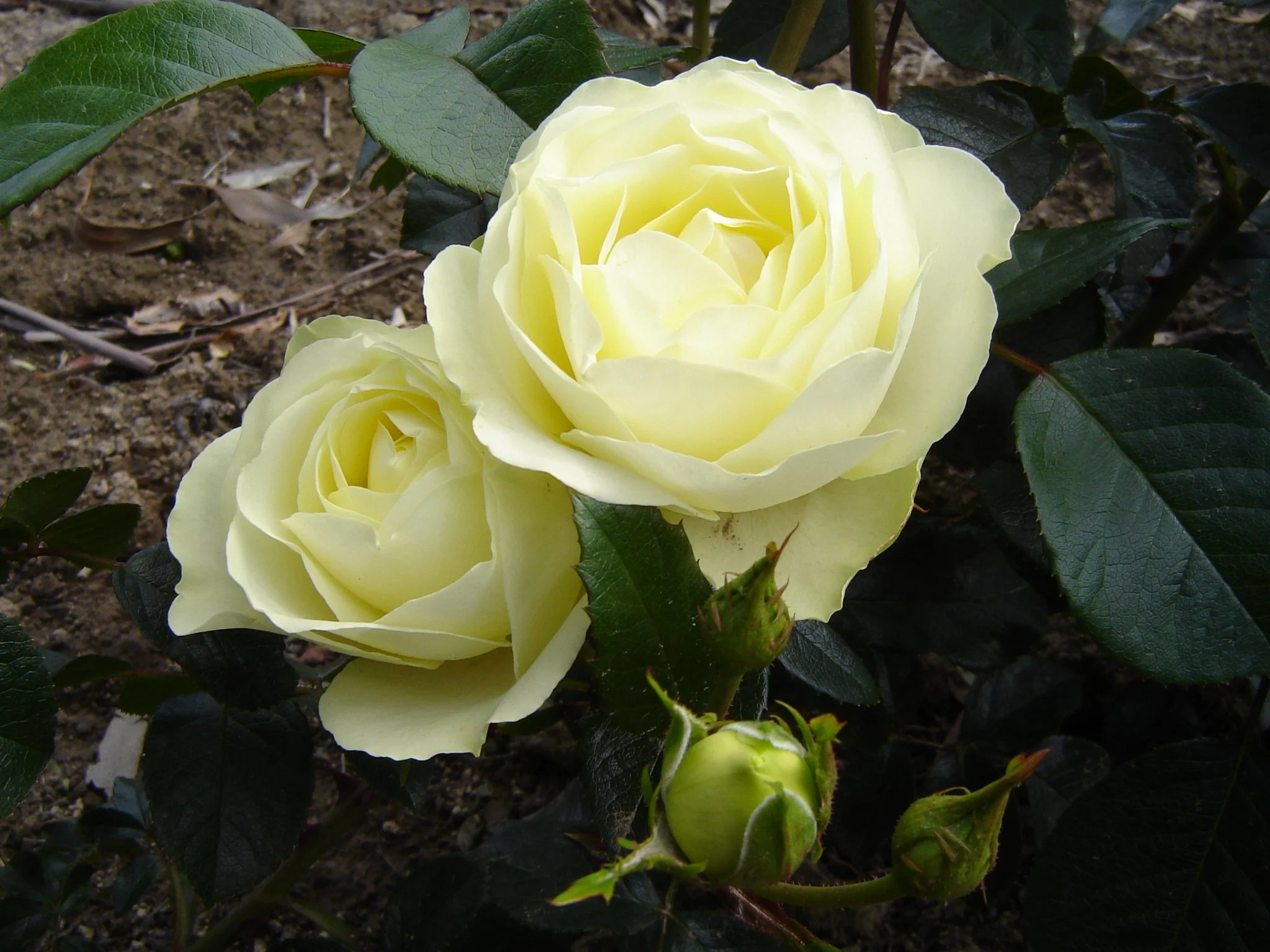 Bush Rose Lemon 'n Lime — Mosgiel Garden Place