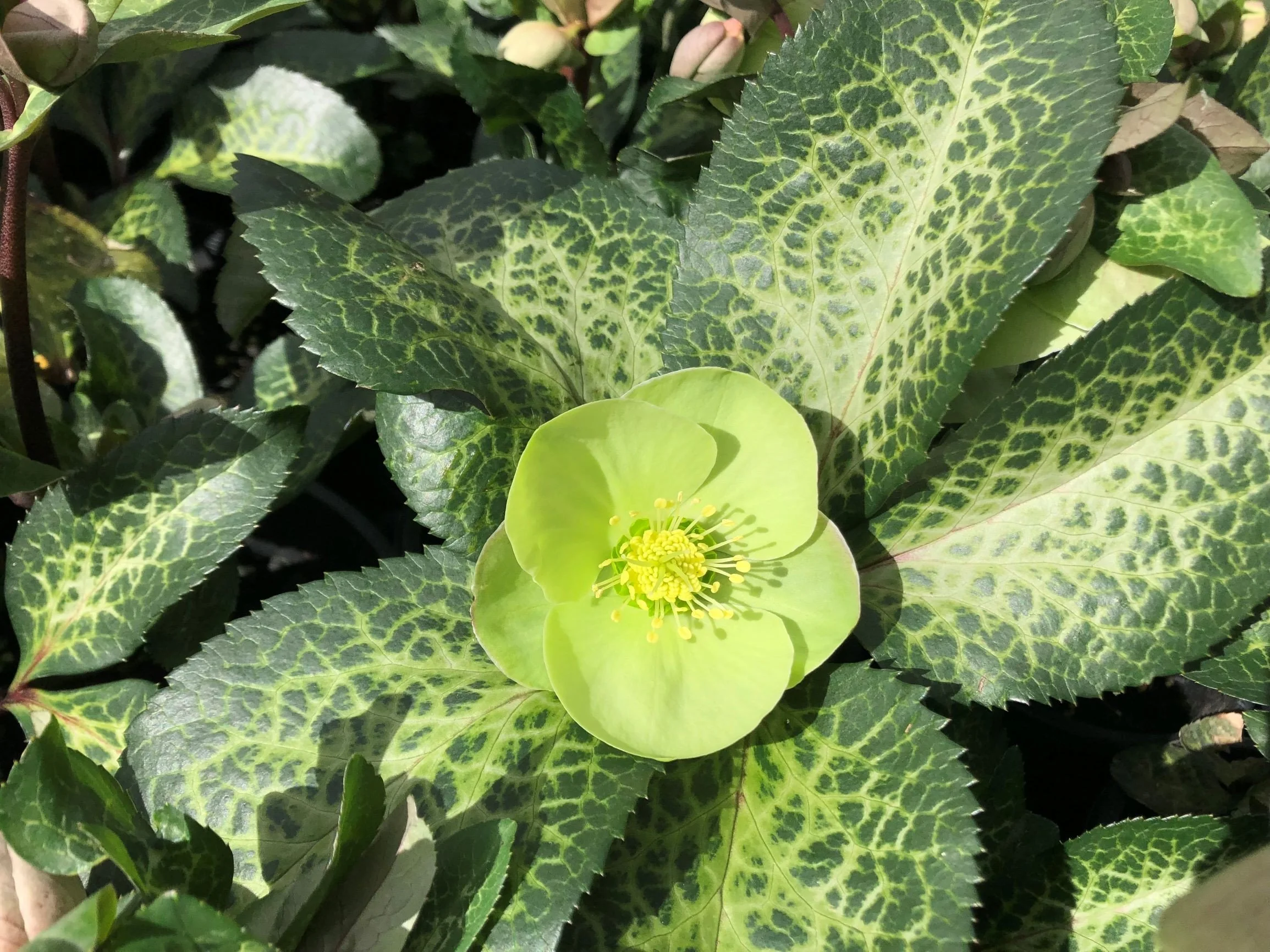 Helleborus Illumi Lime 17cm