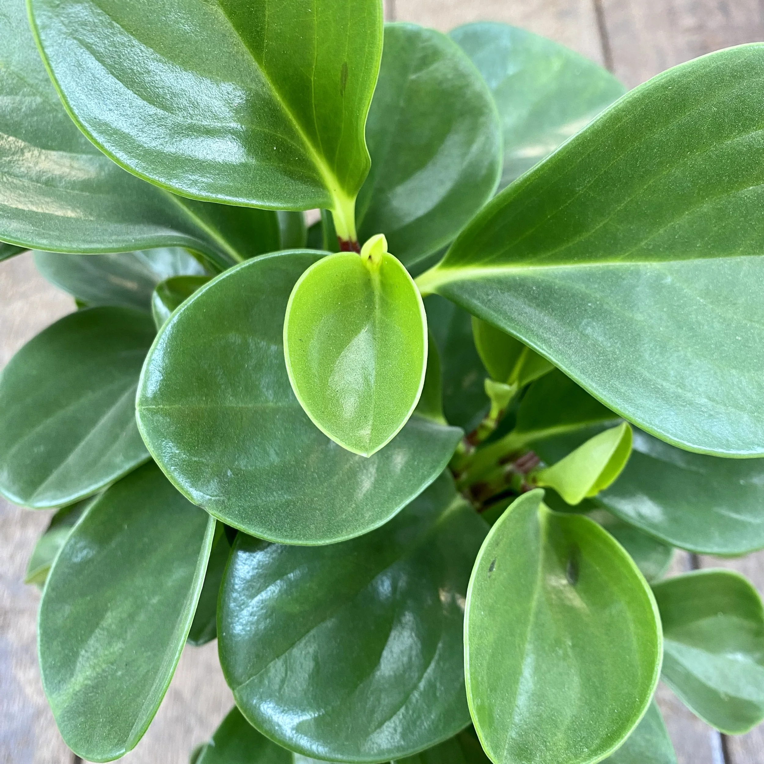 Peperomia Obtusifolia 20cm