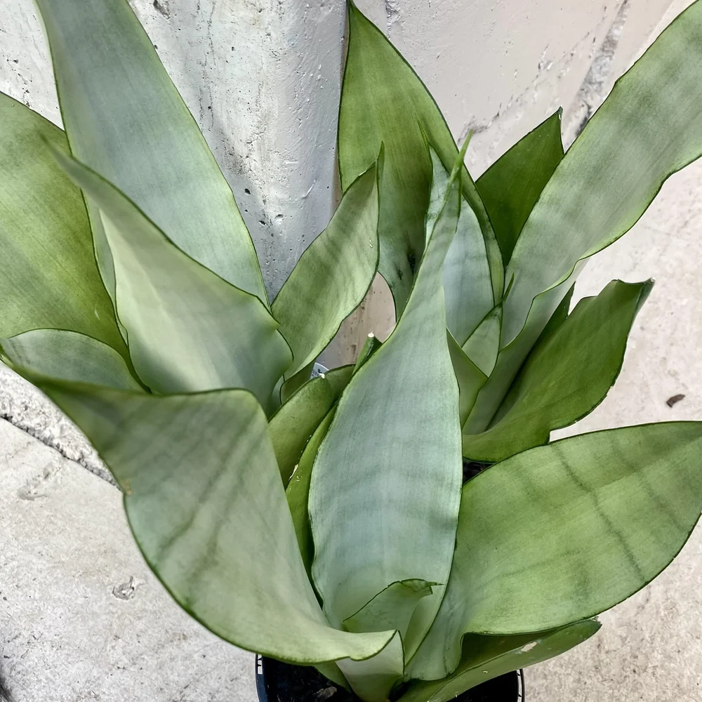 black coral.snake plant Black Coral Sansevieria Snake Plant