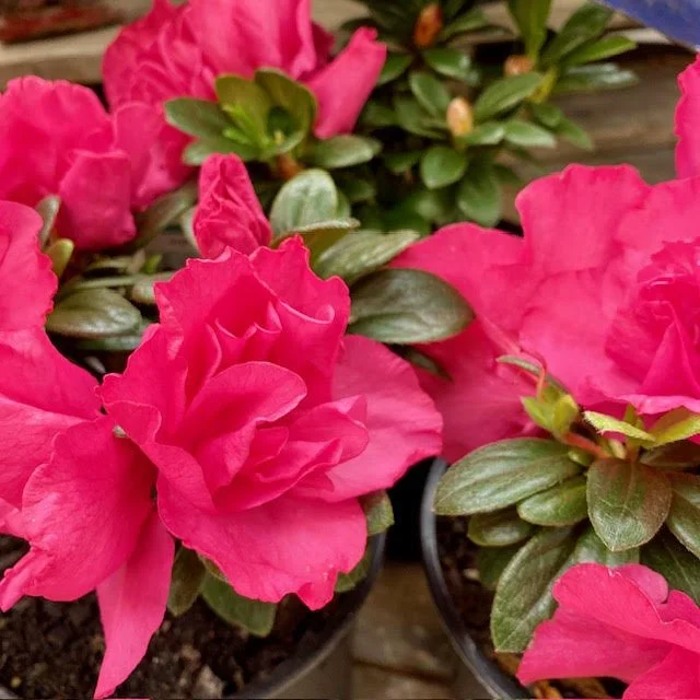 Azalea Charlie — Mosgiel Garden Place