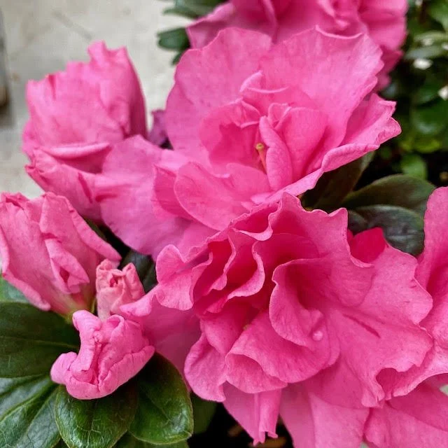 Azalea Mrs Kint — Mosgiel Garden Place