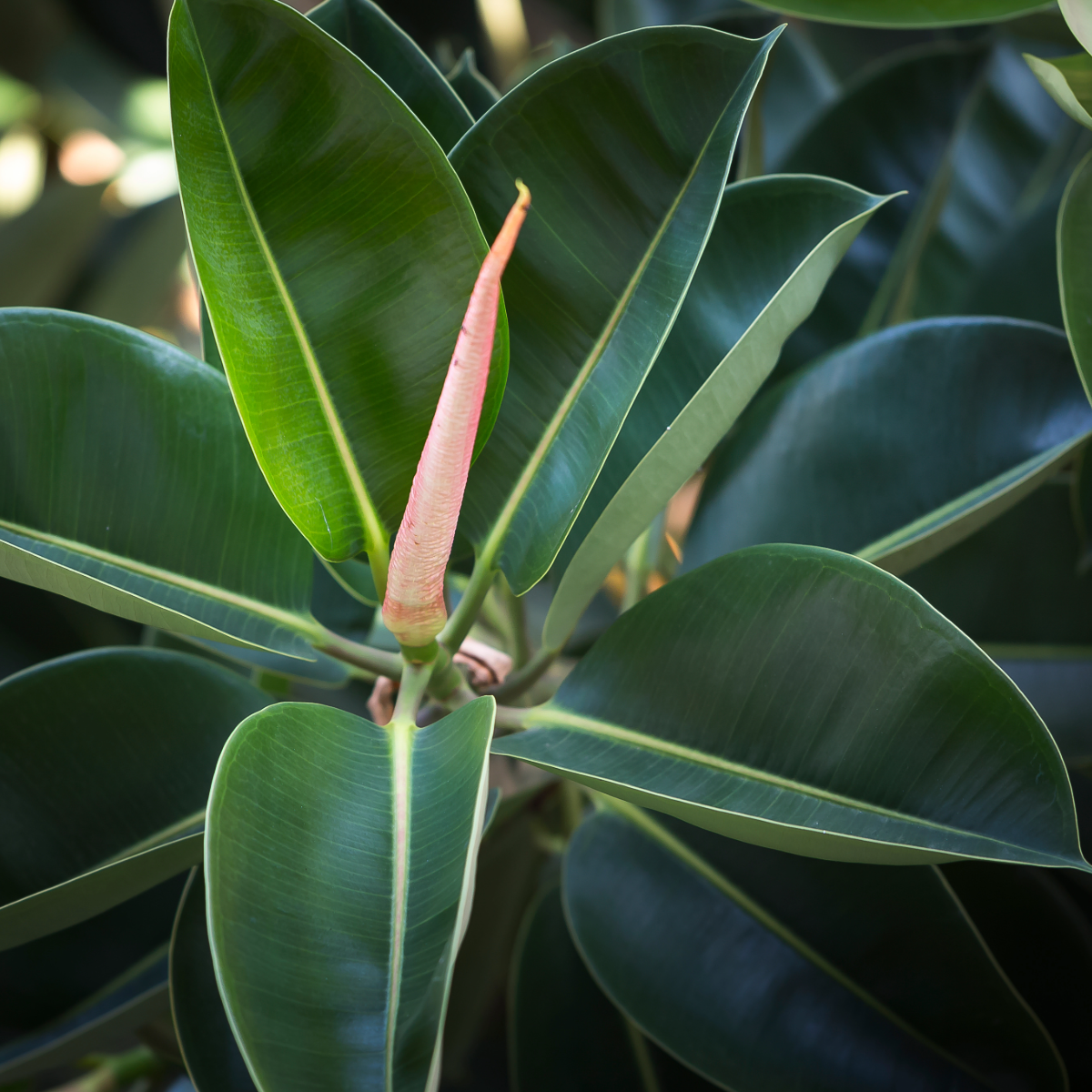 Ficus Robusta — Mosgiel Garden Place